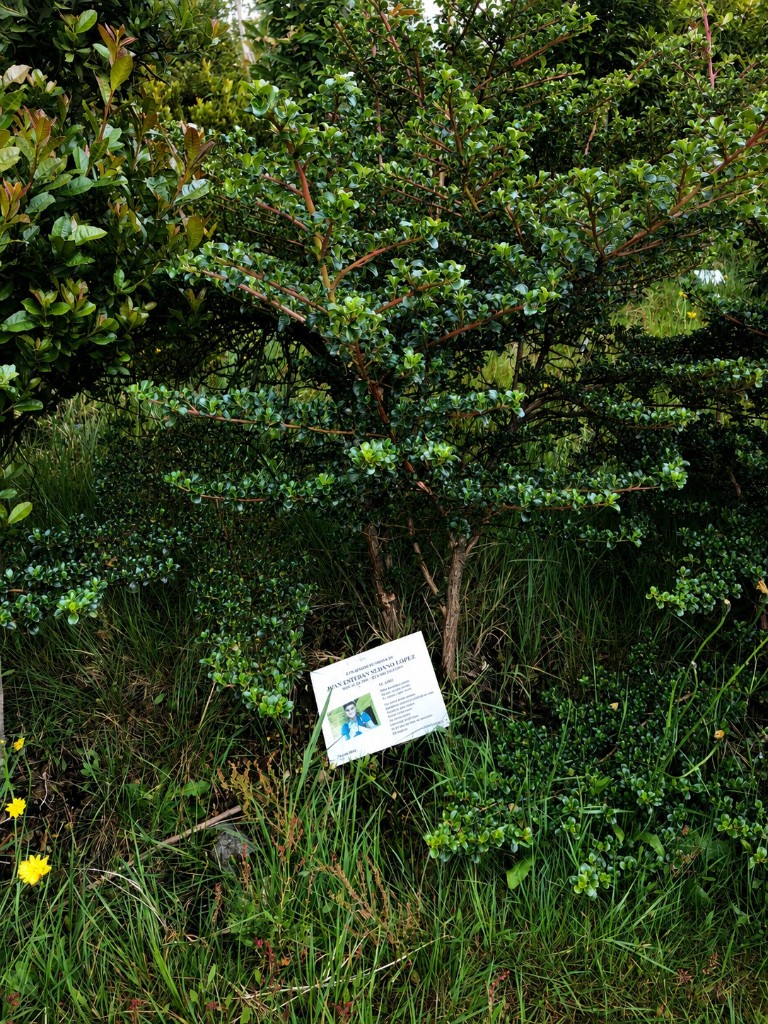 Árbol sembrado en memoria de Juan Esteban Sedano López, con una placa blanca al pie